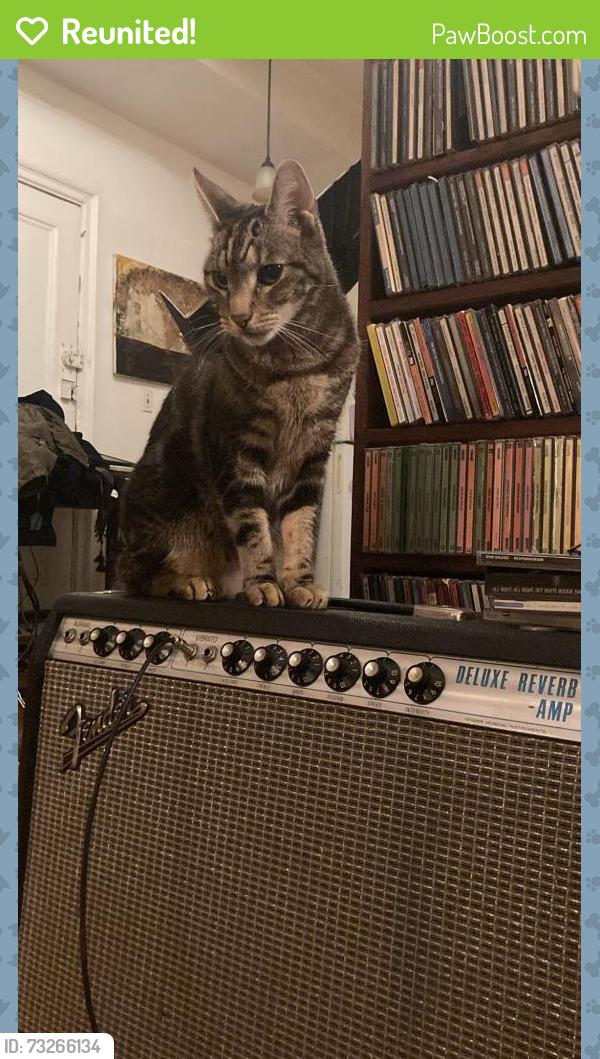 Reunited Male Cat last seen Nostrand and Sterling Street, Brooklyn, NY 11225