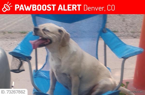 Lost Male Dog last seen Plaza hotel denver, Denver, CO 80216
