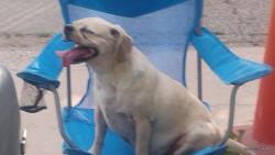 Lost Male Dog last seen Plaza hotel denver, Denver, CO 80216