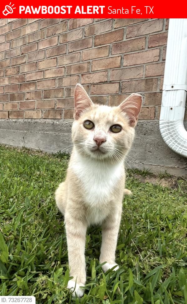 Lost Male Cat last seen Lone Pine dr. Near 1764, Santa Fe, TX 77510