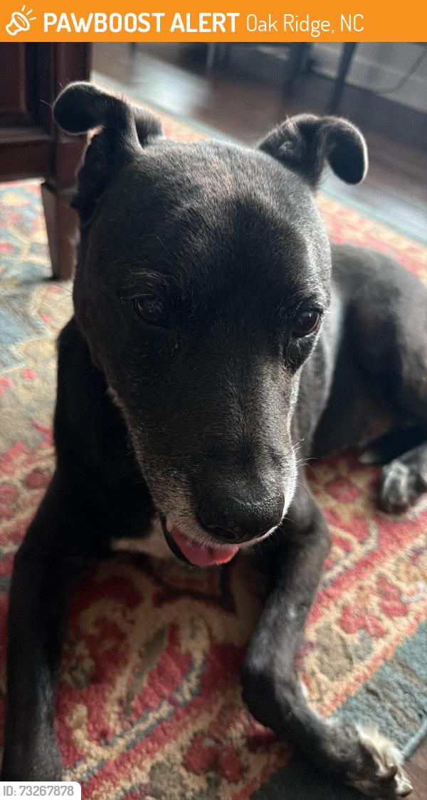 Found/Stray Male Dog last seen Bunch Road and Brookbank, Oak Ridge, NC 27310