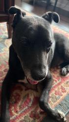 Found/Stray Male Dog last seen Bunch Road and Brookbank, Oak Ridge, NC 27310