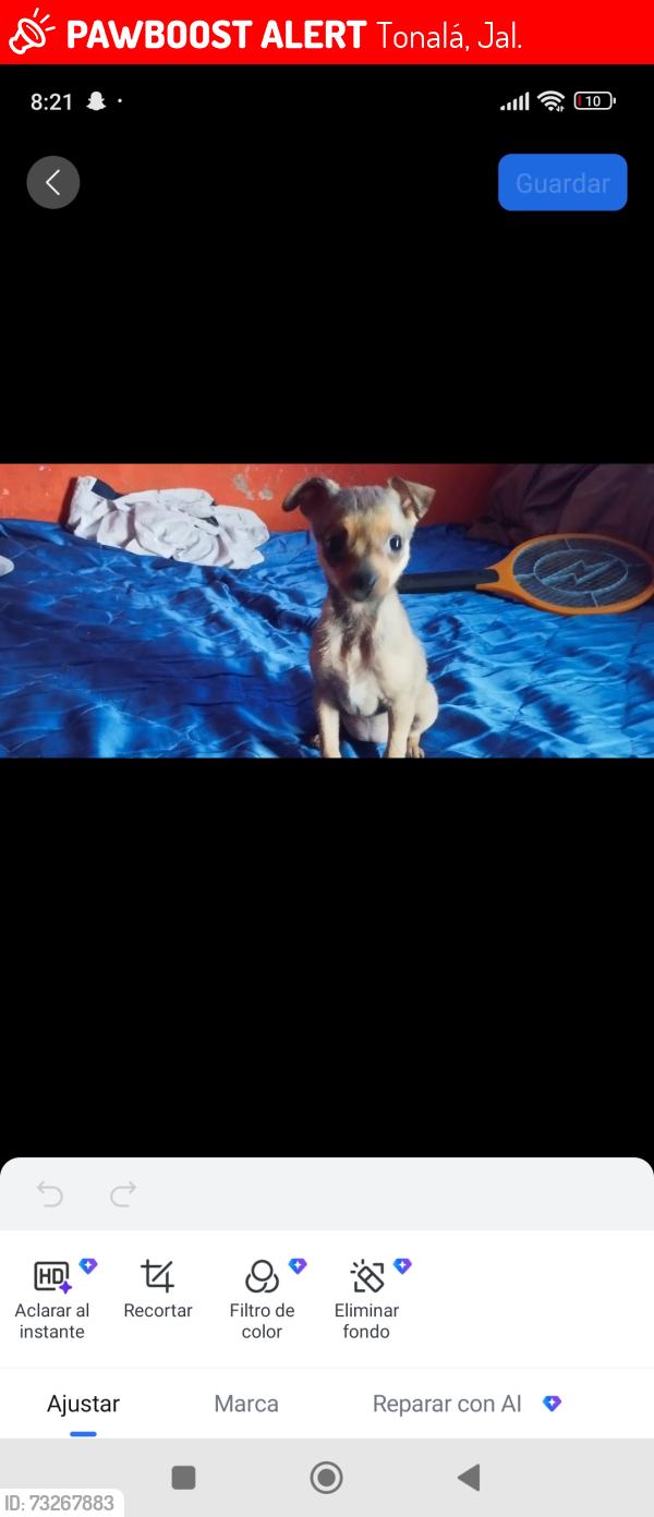 Lost Female Dog last seen Se salió de la casa, Tonalá, Jal. 45412
