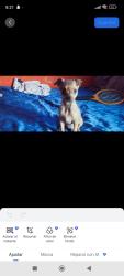 Lost Female Dog last seen Se salió de la casa, Tonalá, Jal. 45412