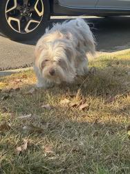 Found/Stray Unknown Dog last seen Via Cerro and Beverly, Montebello, CA, Montebello, CA 90640