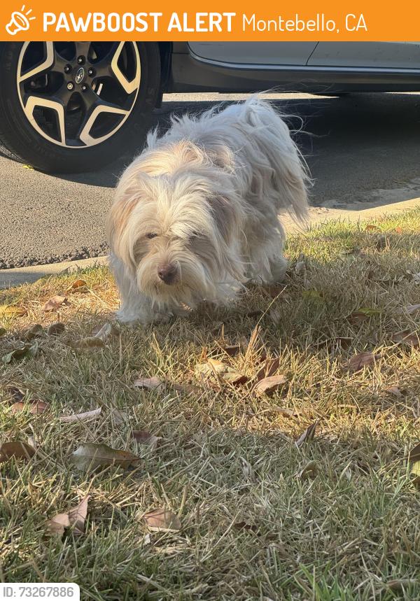 Found/Stray Unknown Dog last seen Via Cerro and Beverly, Montebello, CA, Montebello, CA 90640