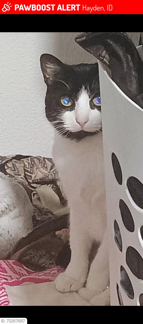 Lost Female Cat last seen Government way, Hayden, ID 83835
