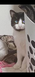 Lost Female Cat last seen Government way, Hayden, ID 83835
