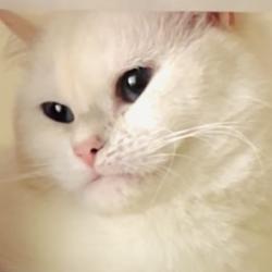 Lost Female Cat last seen 8th St., Des Moines, WA 98198
