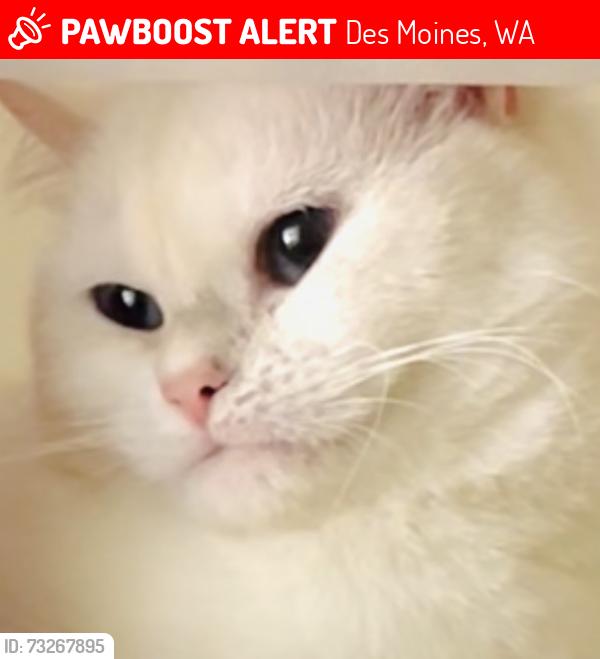 Lost Female Cat last seen 8th St., Des Moines, WA 98198