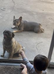 Lost Male Dog last seen McHenry and Floyd, Modesto, CA 95350