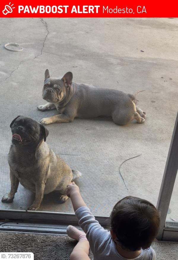 Lost Male Dog last seen McHenry and Floyd, Modesto, CA 95350