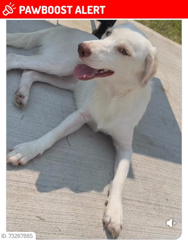 Lost Female Dog last seen Snapps Mill Road, Appomattox County, VA 24538