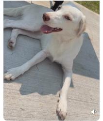 Lost Female Dog last seen Snapps Mill Road, Appomattox County, VA 24538