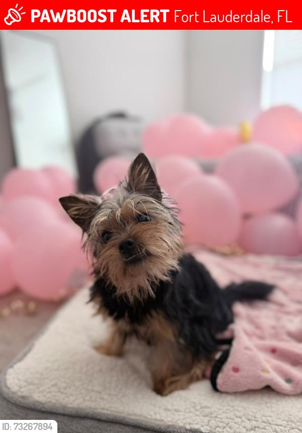 Lost Female Dog last seen City park, Fort Lauderdale, FL 33304