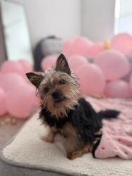 Lost Female Dog last seen City park, Fort Lauderdale, FL 33304