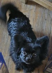 Reunited Unknown Dog last seen Vermont st ne 87110, Albuquerque, NM 87110