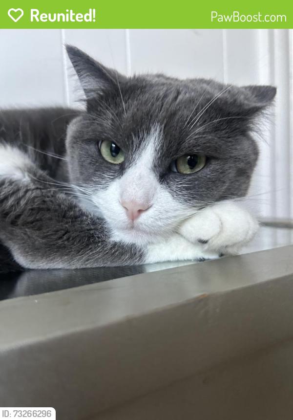 Reunited Male Cat last seen fifty street, Norwalk, CT 06855