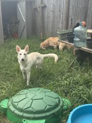 Lost Male Dog last seen Stolen, Decatur, AL 35603
