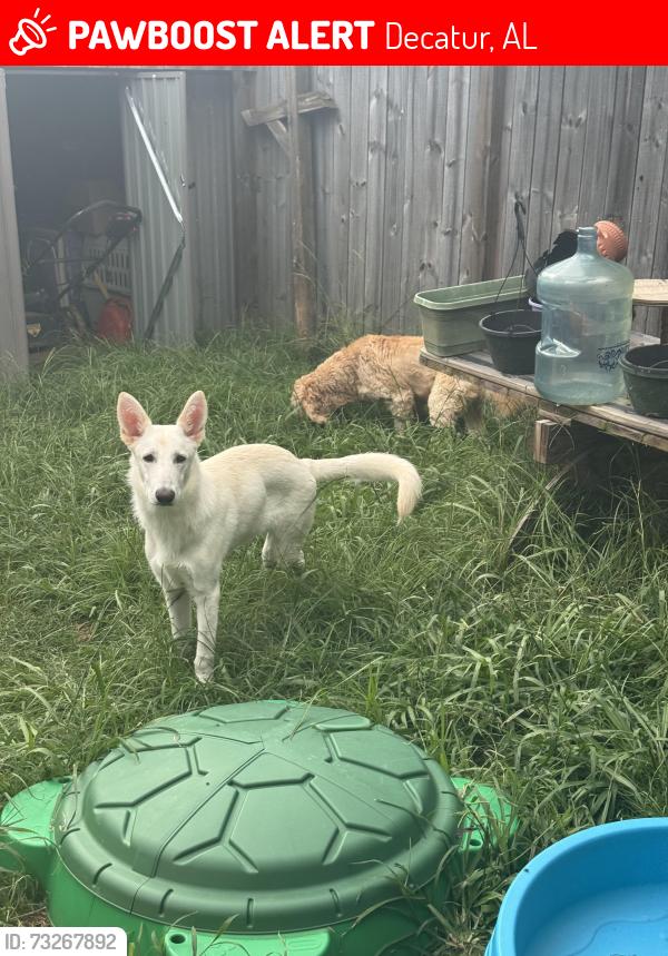 Lost Male Dog last seen Stolen, Decatur, AL 35603