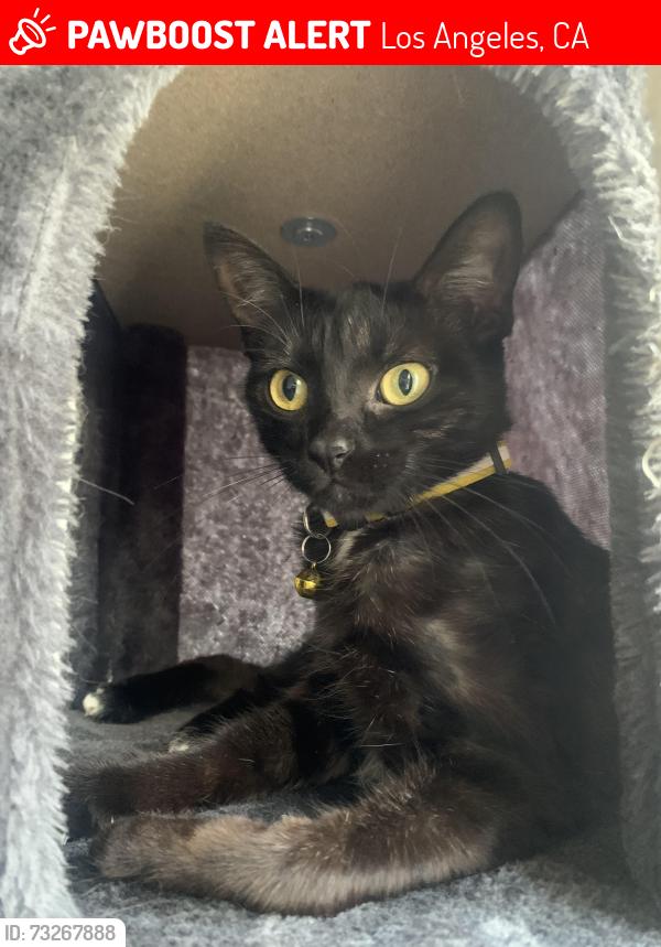Lost Female Cat last seen Near homes, typically backyards in back part on mobile home park., Los Angeles, CA 91311