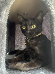 Lost Female Cat last seen Near homes, typically backyards in back part on mobile home park., Los Angeles, CA 91311