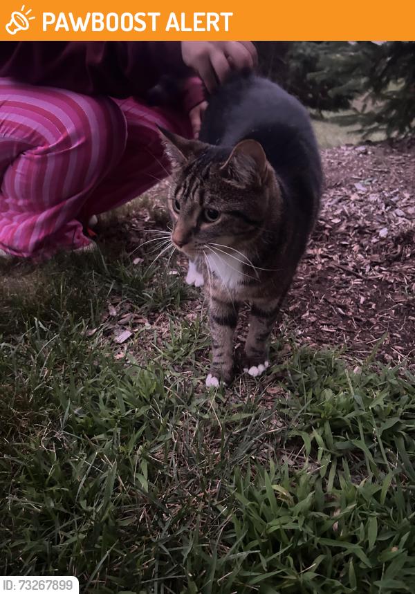 Found/Stray Female Cat last seen On cherry hill near beck road infront of canton prep and liberty middle school on the sub division I think called fairway, Canton Township, MI 48188