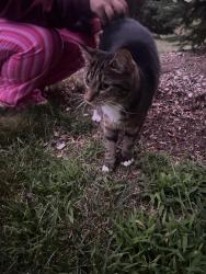 Found/Stray Female Cat last seen On cherry hill near beck road infront of canton prep and liberty middle school on the sub division I think called fairway, Canton Township, MI 48188