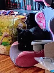 Reunited Male Cat last seen E 16th Ave & Regal St, South Hill, Spokane, WA 99223
