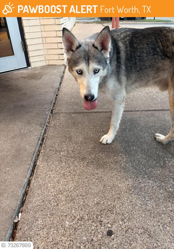 Found/Stray Male Dog last seen Taco cabana beach and western center, Fort Worth, TX 76137