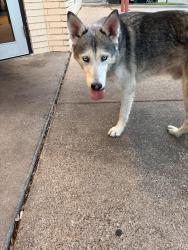 Found/Stray Male Dog last seen Taco cabana beach and western center, Fort Worth, TX 76137