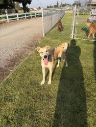 Found/Stray Female Dog last seen Wellesley & Kenney, Otis Orchards-East Farms, WA 99027