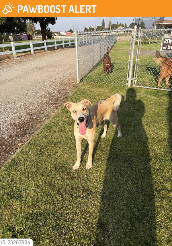 Found/Stray Female Dog last seen Wellesley & Kenney, Otis Orchards-East Farms, WA 99027