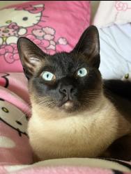 Reunited Male Cat last seen Near E El Norte Pkwy Sunset Terrance mobile homes, Escondido, CA 92027