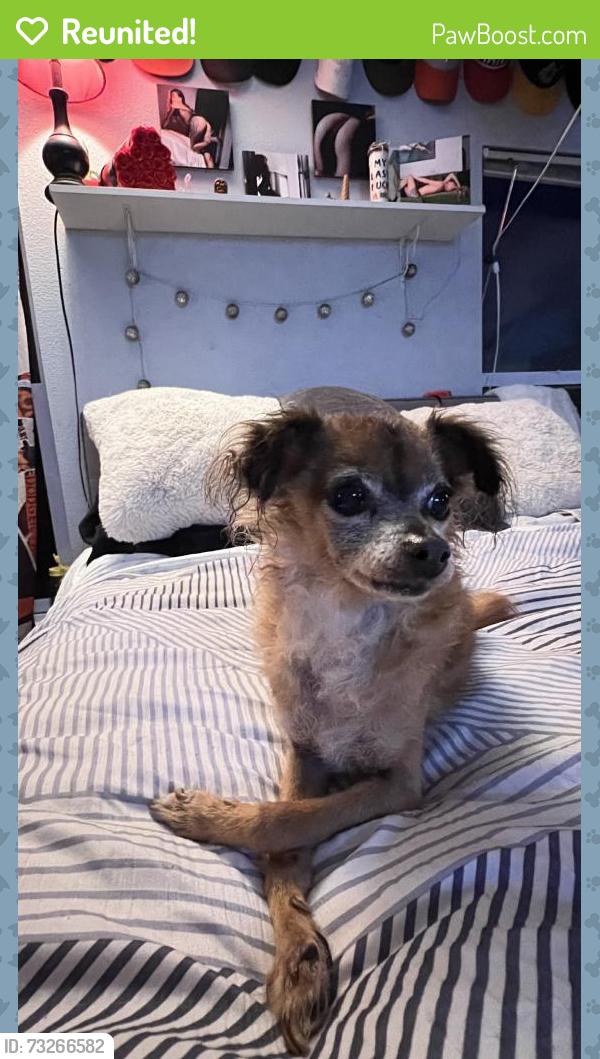 Reunited Female Dog last seen Tower Pl, Twin Lakes, CA 95062, USA, Twin Lakes, CA 95062