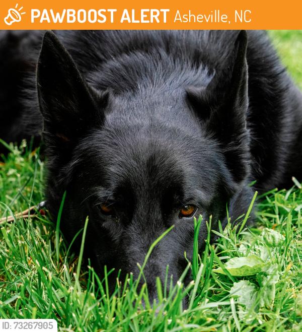 Found/Stray Male Dog last seen Winns Diner on New Leicester Hwy, Asheville, NC 28806