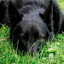 Found/Stray Male Dog last seen Winns Diner on New Leicester Hwy, Asheville, NC 28806