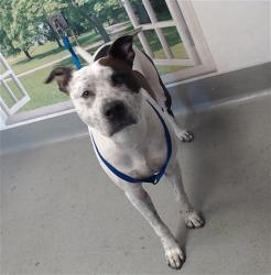 Shelter Stray Male Dog last seen DEL VALE AVE / EVELYN ST, 1419 Bryant St, San Francisco, CA 94103, USA