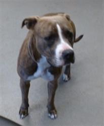 Shelter Stray Female Dog last seen Near BLOCK BEALE, 1419 Bryant St, San Francisco, CA 94103, USA