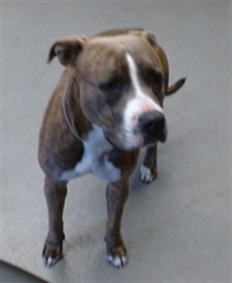 Shelter Stray Female Dog last seen Near BLOCK BEALE, 1419 Bryant St, San Francisco, CA 94103, USA