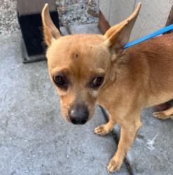 Shelter Stray Male Dog last seen BAYFARM NEAR BRIDGE, ISLAND & DOOLITTLE, 1590 Fortmann Way, Alameda, CA 94501, USA