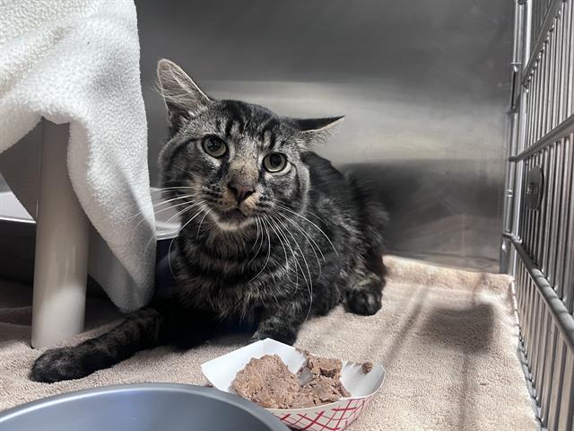Shelter Stray Male Cat last seen Near BLOCK PARK ST, 1590 Fortmann Way, Alameda, CA 94501, USA