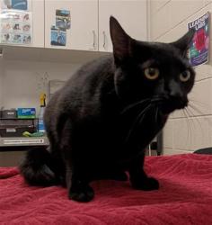 Shelter Stray Female Cat last seen CIVIC CENTER DR / BIG HORN BLVD, 9150 Union Park Way, Elk Grove, CA 95624, USA