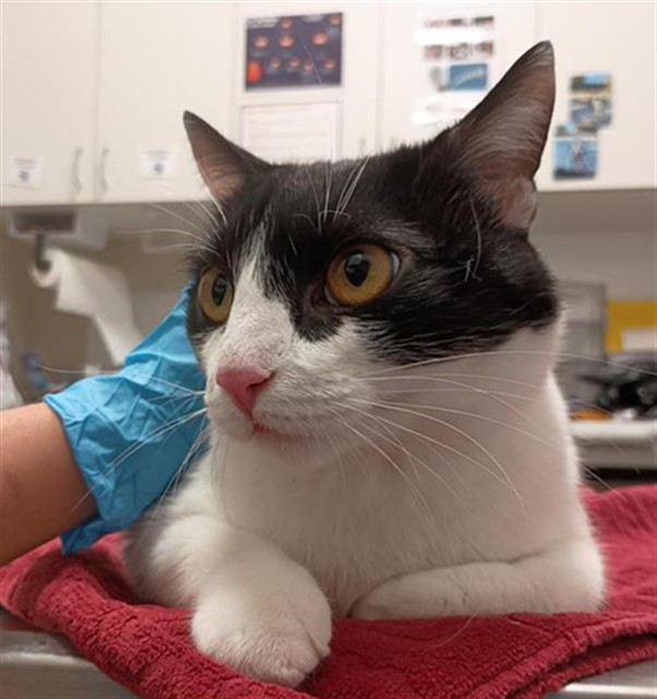 Shelter Stray Female Cat last seen CIVIC CENTER DR / BIG HORN BLVD, 9150 Union Park Way, Elk Grove, CA 95624, USA