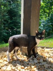 Found/Stray Unknown Cat last seen Near 18 Chatham rd, Asheville, NC 28804
