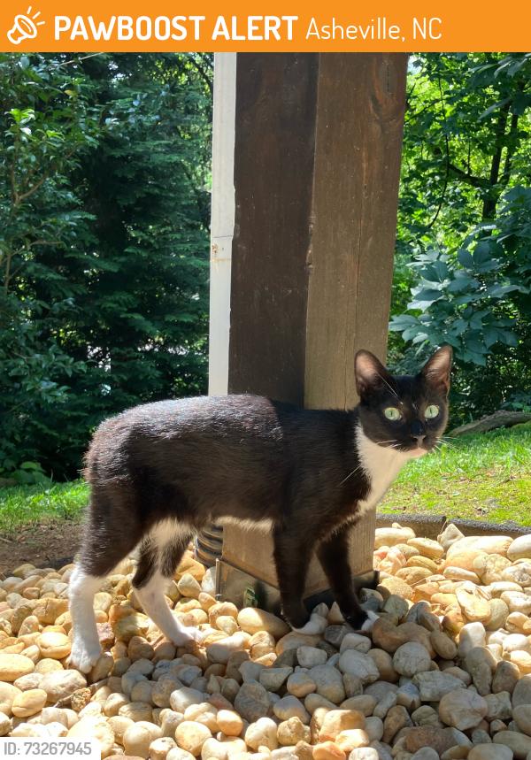 Found/Stray Unknown Cat last seen Near 18 Chatham rd, Asheville, NC 28804