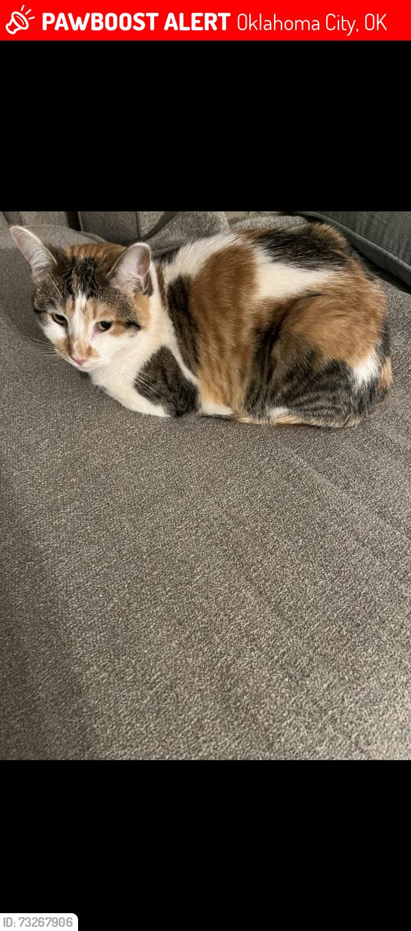 Lost Female Cat last seen Near nw 123rd st, Oklahoma City, OK 73142