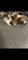 Lost Female Cat last seen Near nw 123rd st, Oklahoma City, OK 73142