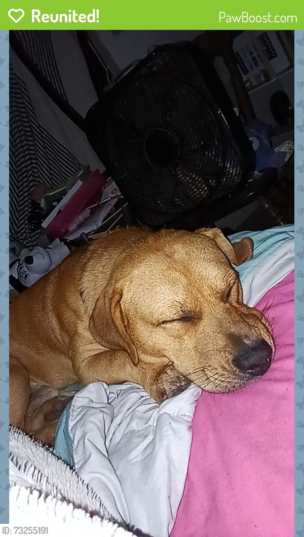Reunited Male Dog last seen Adams avenue, Cedartown, GA 30125