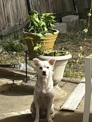 Found/Stray Male Dog last seen Gross Rd and Freeport Dr, Dallas, TX 75228
